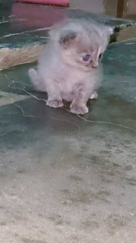 Persian cats golden ginger color and grey color 