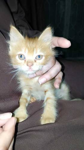 Persian cats golden ginger color and grey color 