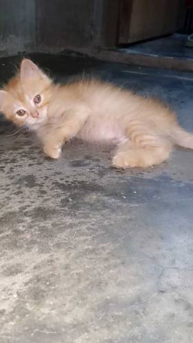 Persian cats golden ginger color and grey color 