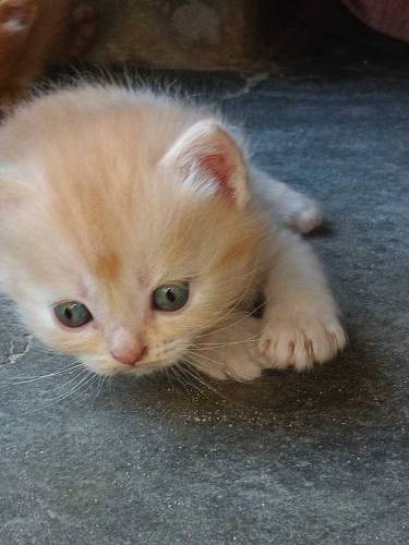 Persian cats golden ginger color and grey color 