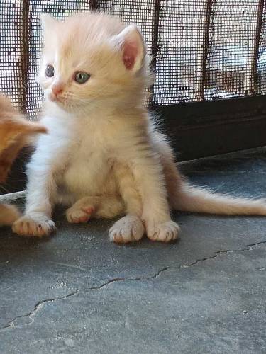Persian cats golden ginger color and grey color 