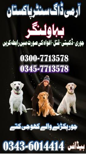 Army Dog Center Multan 0300-7713578