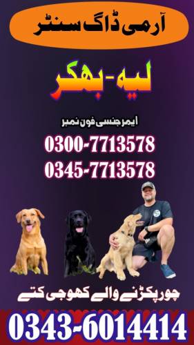 Army Dog Center Multan 0300-7713578