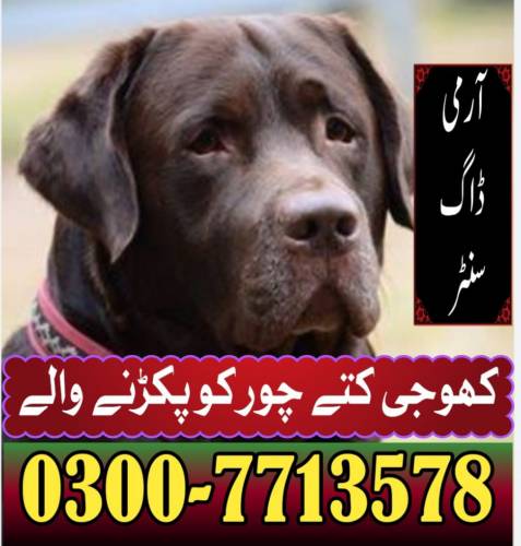 Army Dog Center Multan 0300-7713578