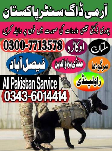 Army Dog Center Multan 0300-7713578