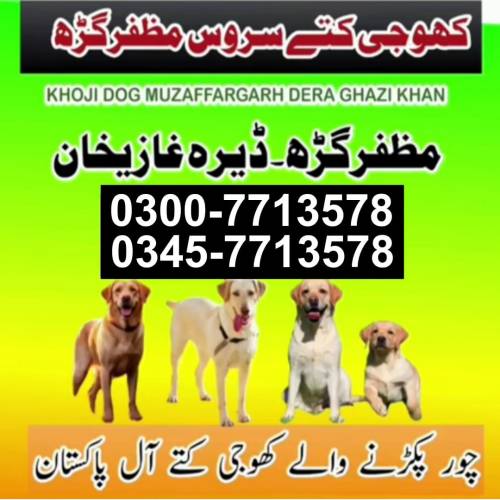 Army Dog Center Multan 0300-7713578