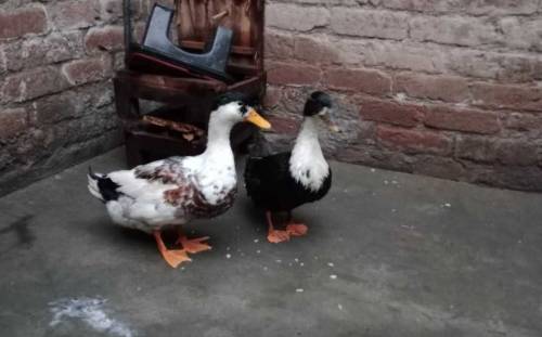 1 male or 2 female ducks for seal 