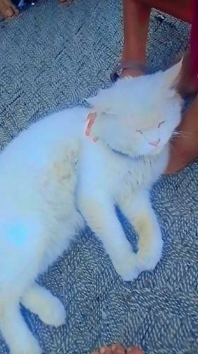 beautiful cat for sale in low price.and full trained