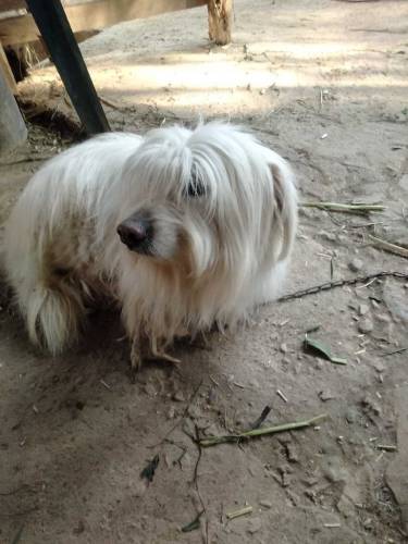 white color katen de toliar dog for sell