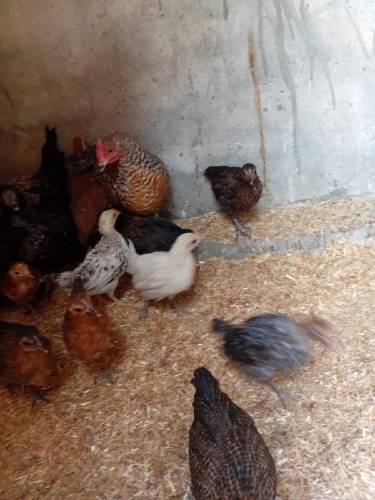 aseel chicks