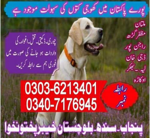 Army Dog Center Mardan 03036213401 ! Khoji Dog In Mardan 