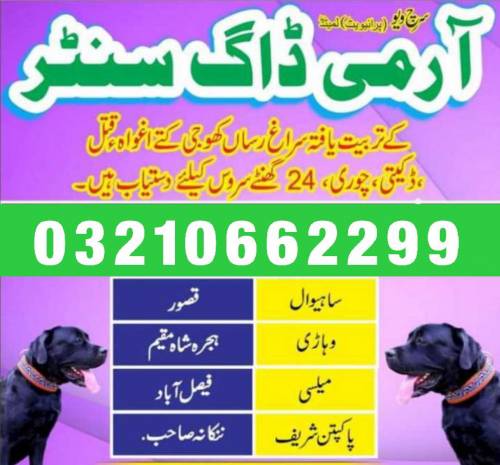 khoji dog centre jhang 0321066229