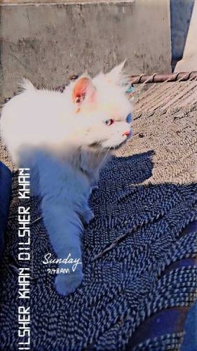 beautiful cat for sale.ready for breeding 