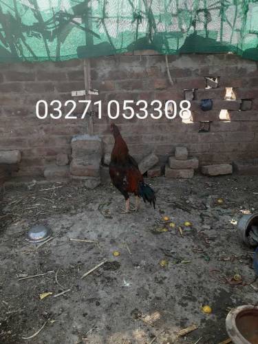 Manga Mande Lahore