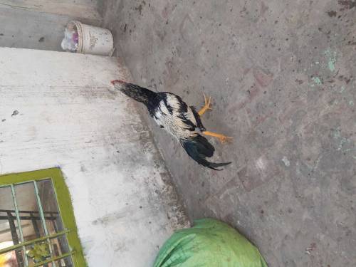 hen 