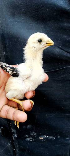 mian wali + nawab waly high quality chicks available 
