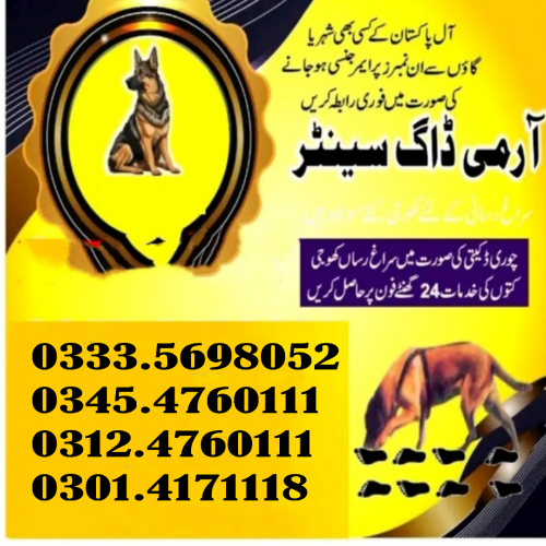 Khoji Dog Center Islamabad  03335698052#030141711118