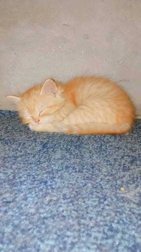 Persian cats golden ginger color and grey color 