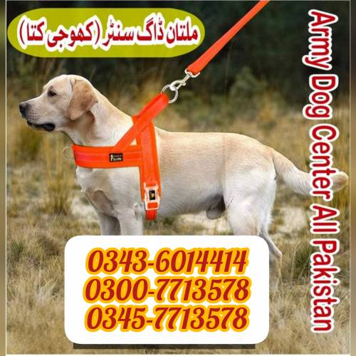 Army Dog Center Multan 0300-7713578