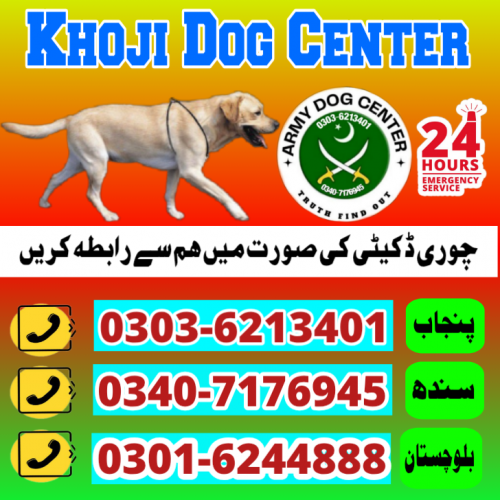 Khoji Dog Center Karachi 03036213401 khoji Kutty Contact Number 